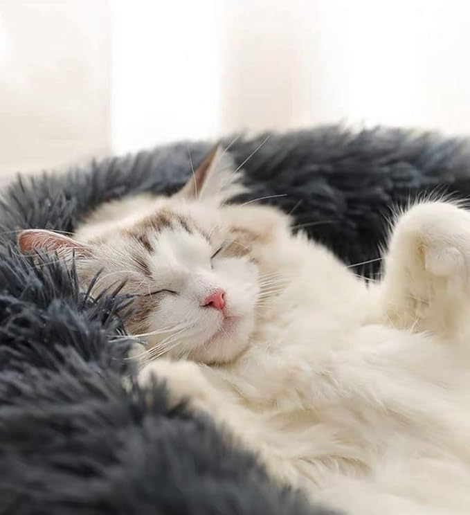 CAMA MrFluffyFriend™