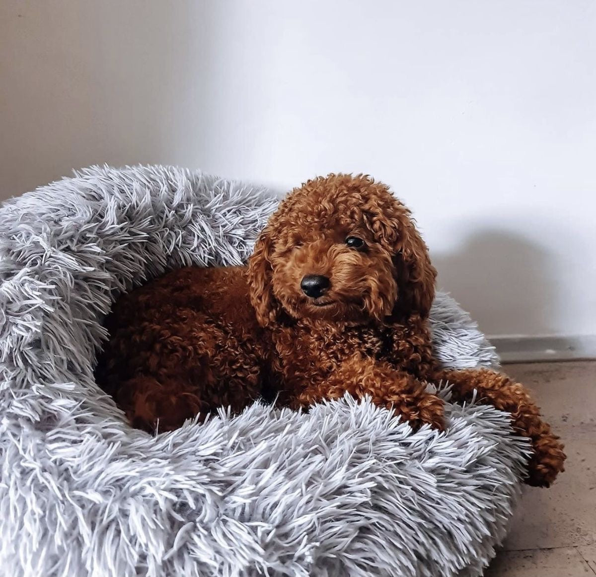 CAMA MrFluffyFriend™